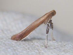 Caloptilia rufipennella