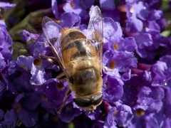Tapered Drone Fly (Eristalis pertinax)