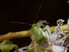 Hagetege (Lygocoris pabulinus)