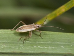 Stenodema holsata