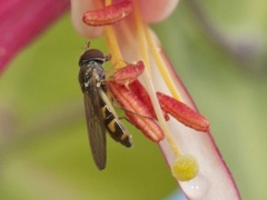 Chequered Hoverfly (Melanostoma scalare)