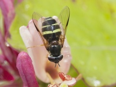 Trebåndet skogblomsterflue (Dasysyrphus tricinctus)