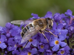 Tapered Drone Fly (Eristalis pertinax)