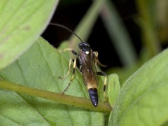 Ichneumon stramentarius