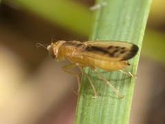 Opomyza lineatopunctata