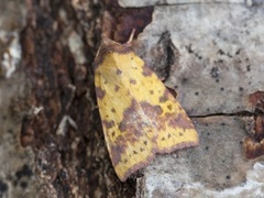 Fiolettbåndet gulfly (Xanthia togata)