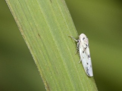 Balclutha punctata