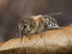 European Honey Bee (Apis mellifera)