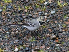 White Wagtail (Motacilla alba)