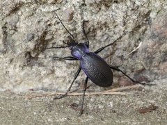 Carabus problematicus