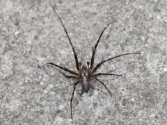 European cave spider (Meta menardi)
