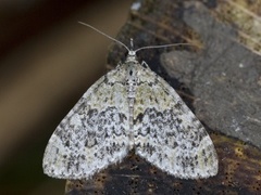 Yellow-barred Brindle (Acasis viretata)