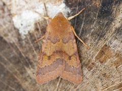 Rødt høstfly (Agrochola helvola)