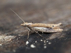 White-shouldered Smudge (Ypsolopha parenthesella)