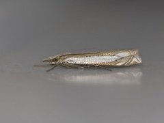 Grass-veneer (Crambus pascuella)