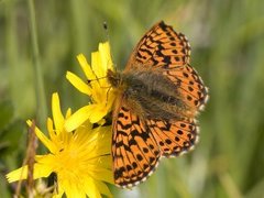 Myrperlemorvinge (Boloria aquilonaris)