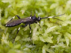 Achaius oratorius