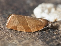 Hvithodebladvikler (Pandemis cinnamomeana)