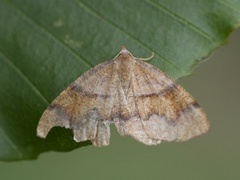 Barred Umber (Plagodis pulveraria)