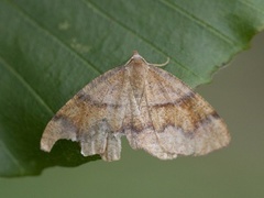 Bred skumringsmåler (Plagodis pulveraria)