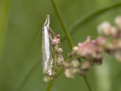 Beitenebbmott (Crambus pascuella)