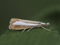 Pearl-band Grass Veneer (Catoptria margaritella)