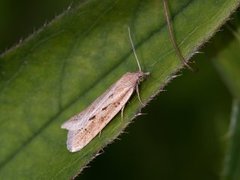 Dotted Shade (Eana osseana)