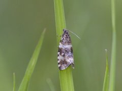 Olive Marble (Phiaris micana)
