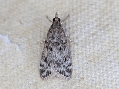 Barkmosemott (Eudonia truncicolella)