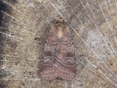 Small Square-spot (Diarsia rubi)
