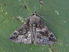 Beautiful Snout (Hypena crassalis)
