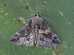 Blåbærnebbfly (Hypena crassalis)