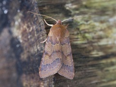 Rødt høstfly (Agrochola helvola)