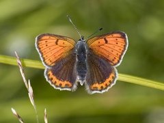 Purpurgullvinge (Lycaena hippothoe)