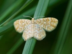 Small Yellow Wave (Hydrelia flammeolaria)