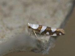 Gold-ribbon Argent (Argyresthia brockeella)