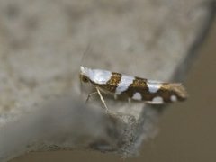 Argyresthia brockeella