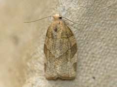Chequered Fruit-tree Tortrix (Pandemis corylana)