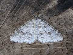 Welsh Wave (Venusia cambrica)