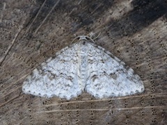 Rognemåler (Venusia cambrica)