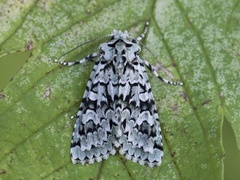 Grønt eikefly (Griposia aprilina)