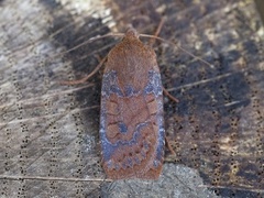The Chestnut (Conistra vaccinii)