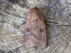 Small Square-spot (Diarsia rubi)