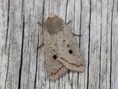 Brungrått høstfly (Agrochola lota)