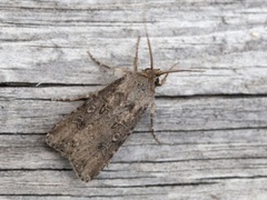 Gråpudret jordfly (Agrotis segetum)