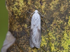 Bee Moth (Aphomia sociella)