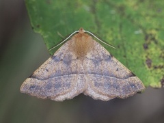 Feathered Thorn (Colotois pennaria)