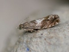Common Birch Bell (Epinotia immundana)