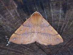 Feathered Thorn (Colotois pennaria)