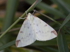 Sitronmåler (Opisthograptis luteolata)